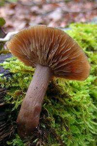 Collybia-spD5em.jpg