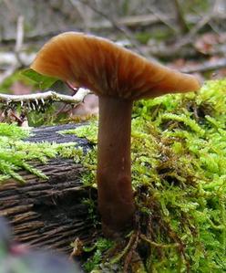 Collybia-spD3em.jpg
