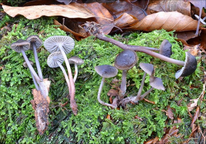 Mycena cf. tintinnabulum 2 (30-12-13).jpg
