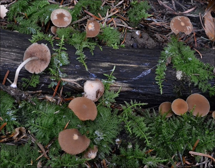 Psathyrella  laevissima 1 (26-09-13).jpg