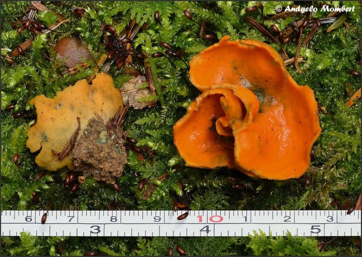 Aleuria aurantia 1 (28-04-13).jpg