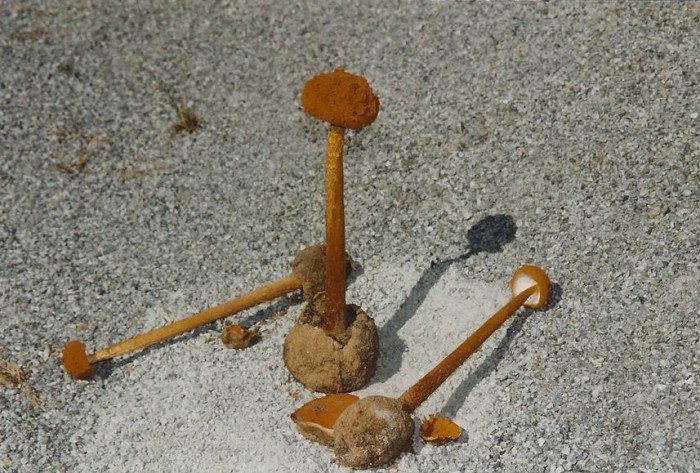 batterea_phalloides.jpg