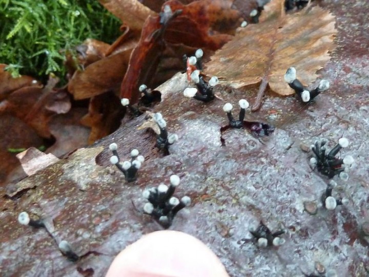 Ici mon doigt donne l'échelle : environ 5(-10) mm de haut pour autant de large...