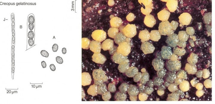 Creopus BK_1.jpg