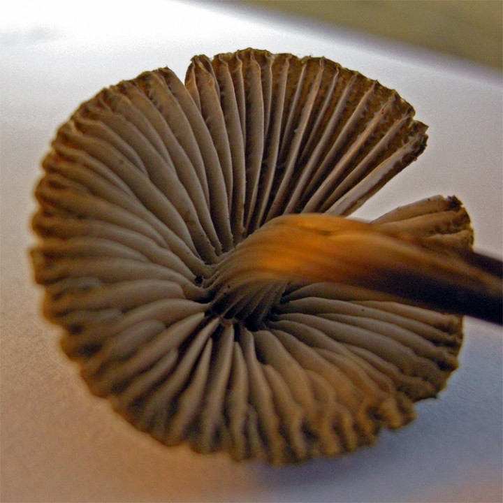 Ne pas tenir compte des couleurs de cette dernière photo, prise le lendemain sur champignon desséché, c'est juste pour montrer l'insertion des lames.