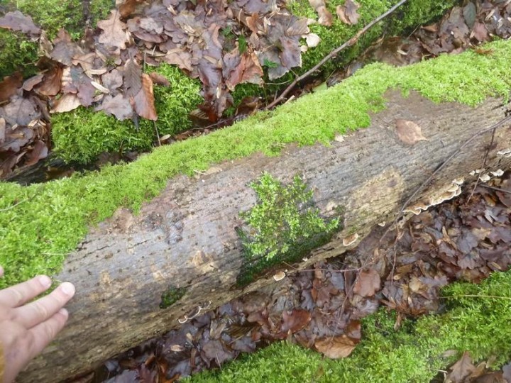 Détail de l'écorce (plus près de la base des troncs) de l'essence hôte...