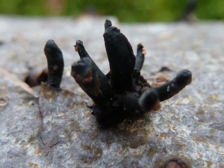 Ce spécimen a l'air différent : extrémités noires et moins lisses, ou dépôt roussâtre semblant pulvérulent par petits tas (photo floue, désolé), peut-être des dépôts extérieurs qui se seraient collés dessus ?