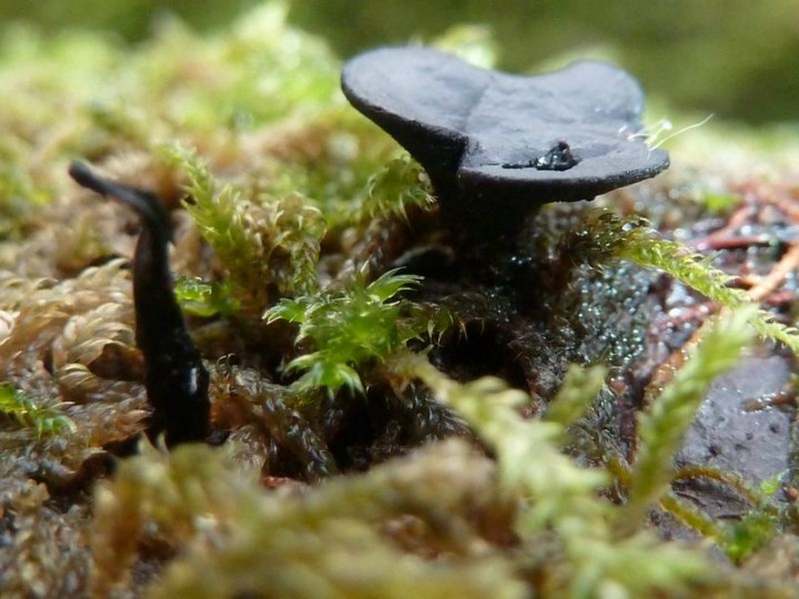 Sans doute les 2 formes du champignon, côte-à-côte