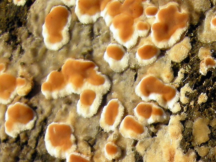 Cliquer sur l'image pour agrandir