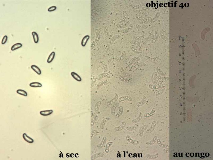 spores-40.jpg