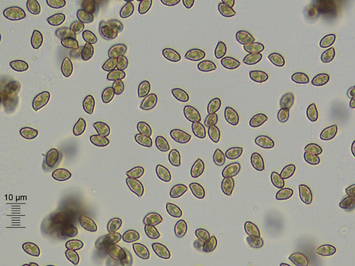 spores_x400.jpg
