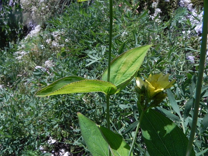 DSCN1095b.JPG