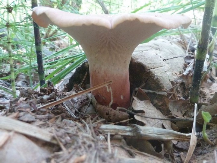 P1130695 8x6.JPG