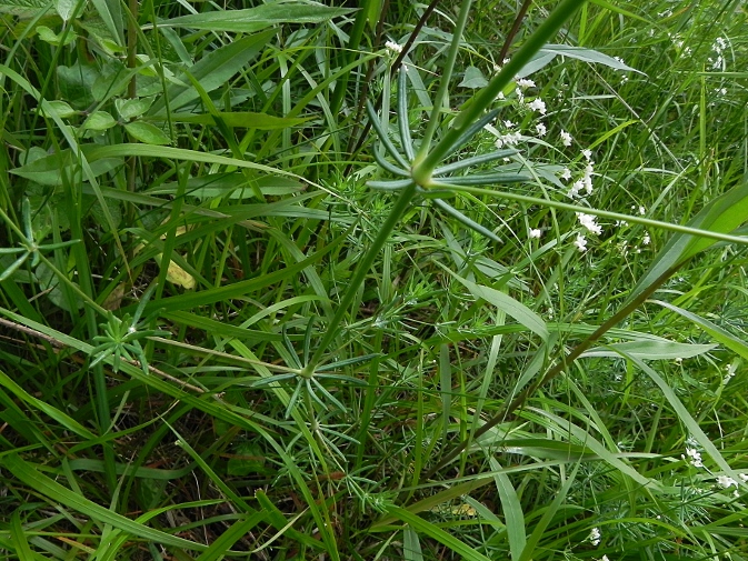 DSCN9259b.JPG