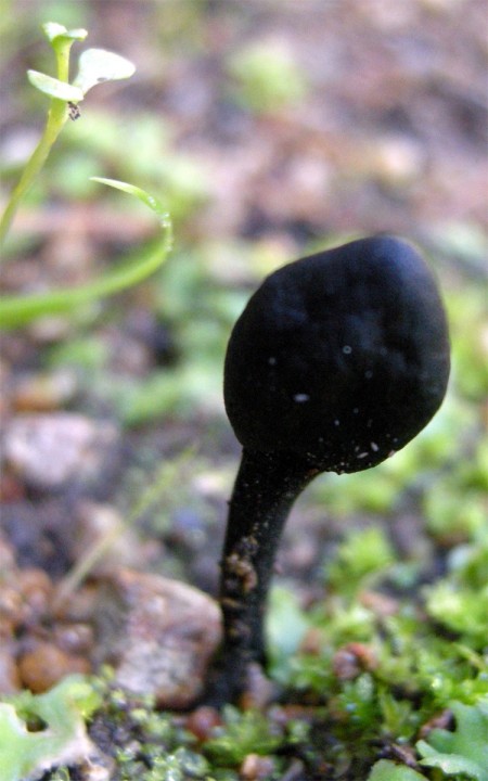 Désolé du flou, pas facile de capter ces trucs noirs, mais on voit la forme.