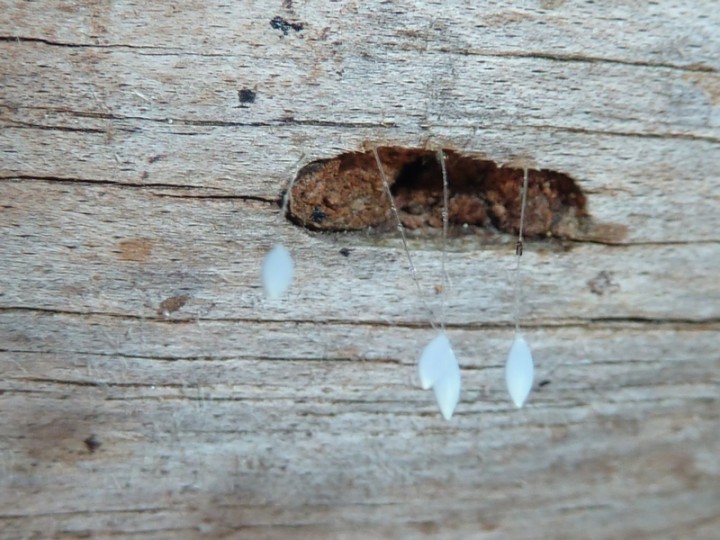 Sur cette photo, on voit qu'ils bordent un trou qui pourrait être une galerie ou niche d'insecte...
