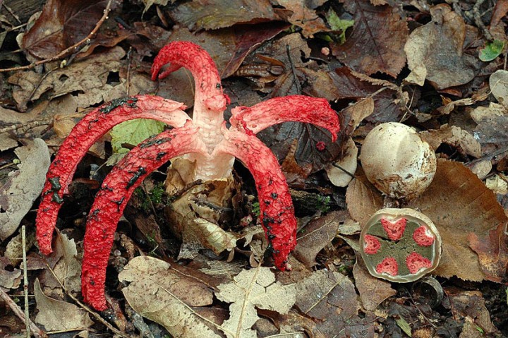 clathrus_archeri_2.jpg