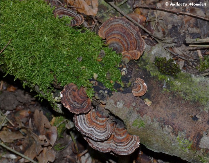 Trametes versicolor 4 (06-03-14).jpg