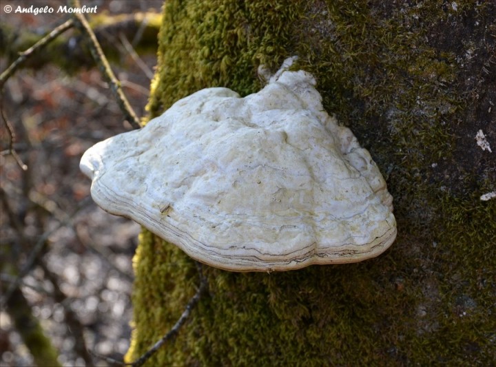 Fomes fomentarius var. inzengae 1 (06-03-14).jpg