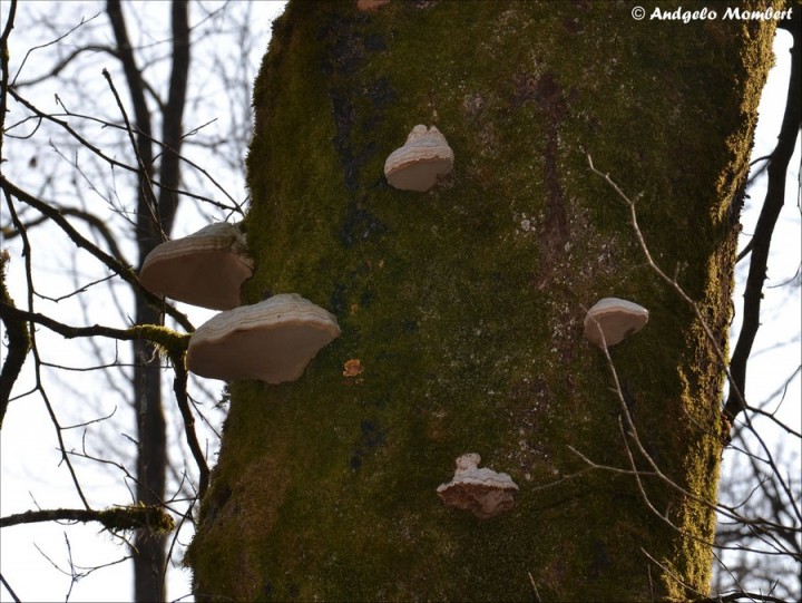 Fomes fomentarius var. inzengae 3 (06-03-14).jpg