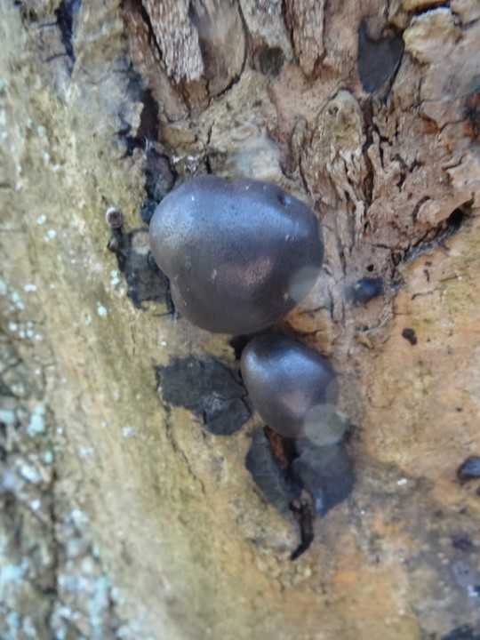 DSC06722 (Copier).JPG