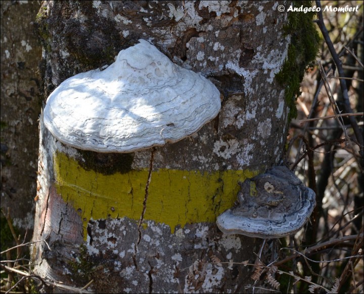 Fomes fomentarius 4 (10-03-14).jpg