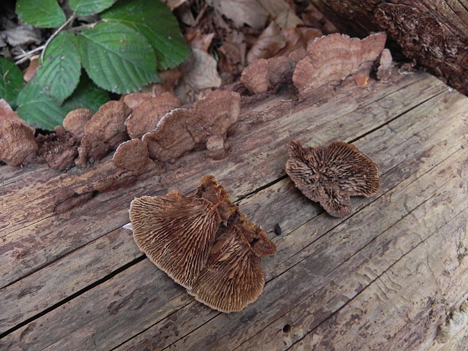 DSCN9583b.JPG