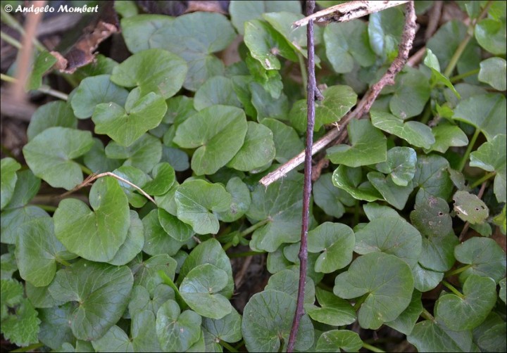 Ranunculus ficaria 2 (17-03-14).jpg