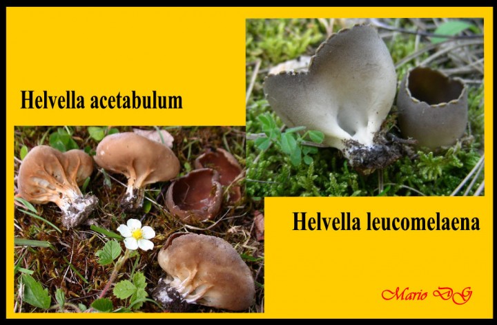 Helvella acetabulum et helvella leucomelaena 001.jpg