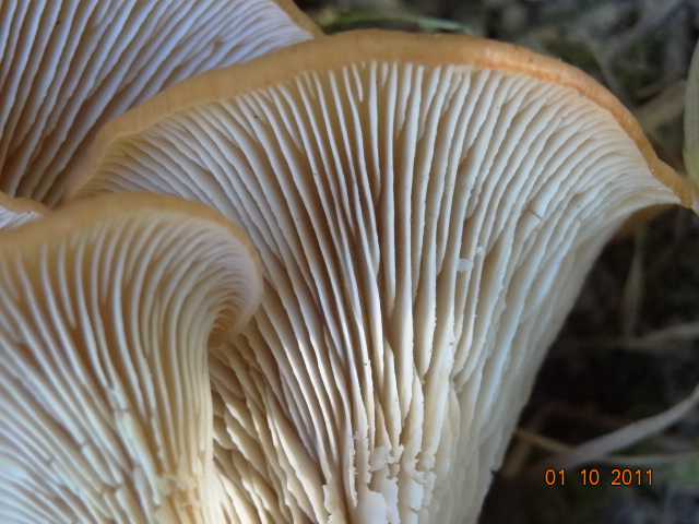 Lentinellus cochleatus        Bambois EXPO 1 & 2 octobre 2011 1022.jpg