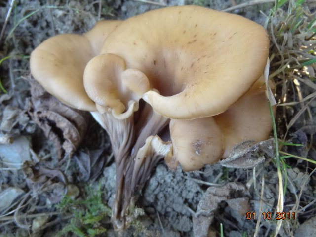 Lentinellus cochleatus        Bambois EXPO 1 & 2 octobre 2011 1016.jpg
