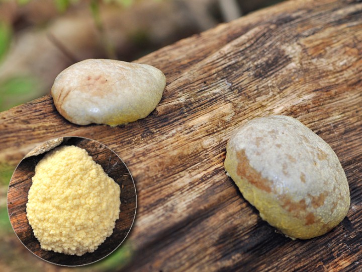 Enteridium_cf_lycoperdon_1.jpg