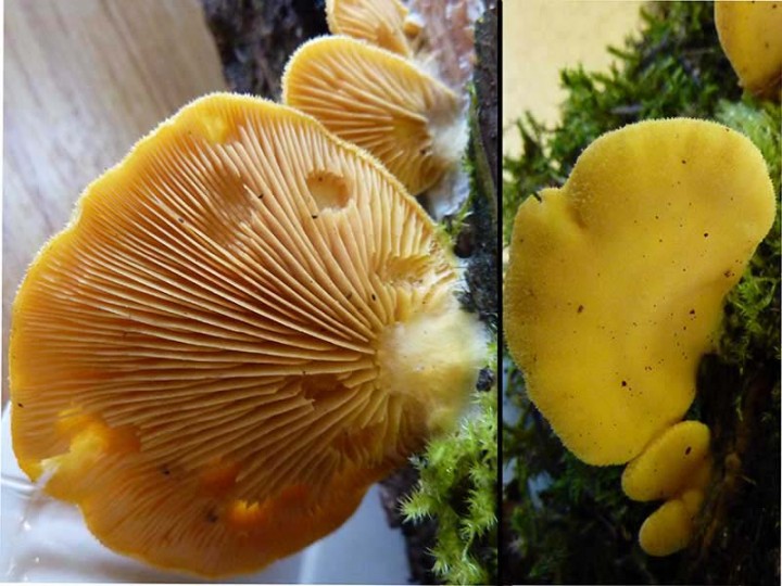 Phyllotopsis nidulans.jpg