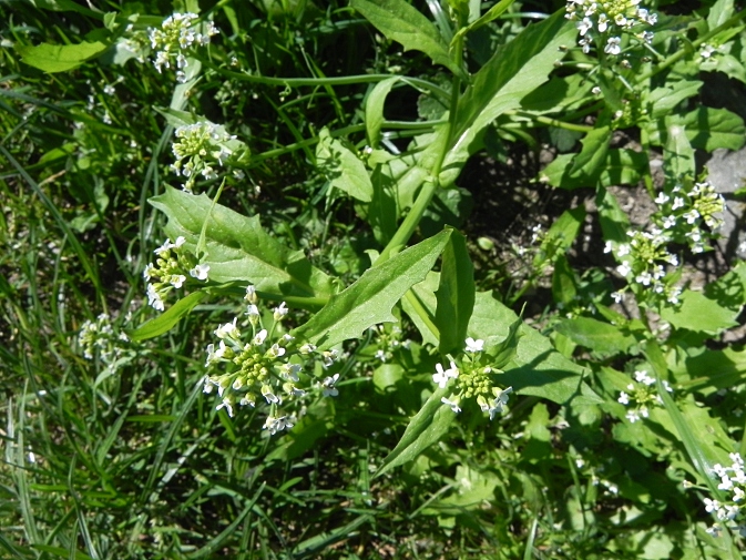 DSCN9964b.JPG