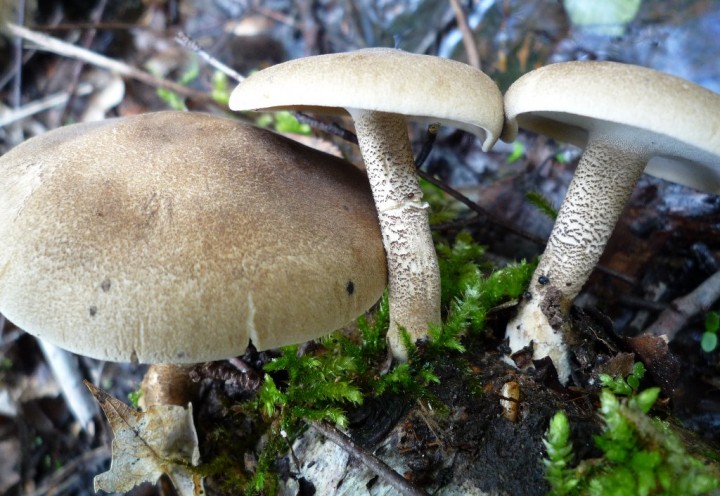 copie de L1100211.JPG