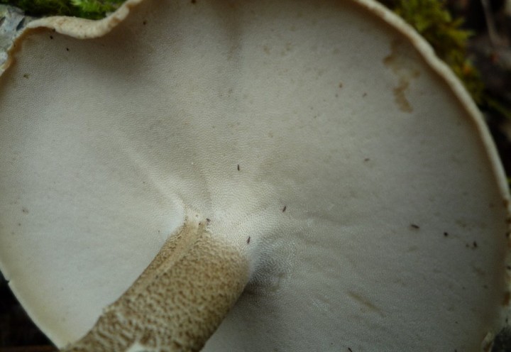 copie de L1100215.JPG