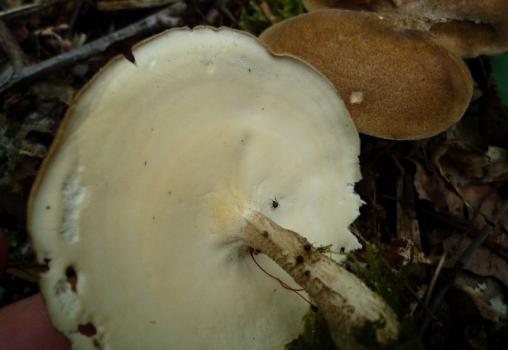 copie de L1100229.JPG