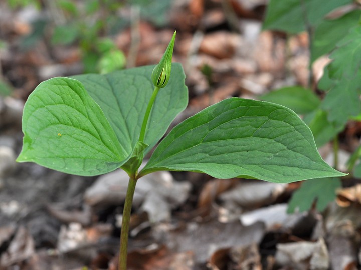 Paris_quadrifolia_3_feuilles.jpg