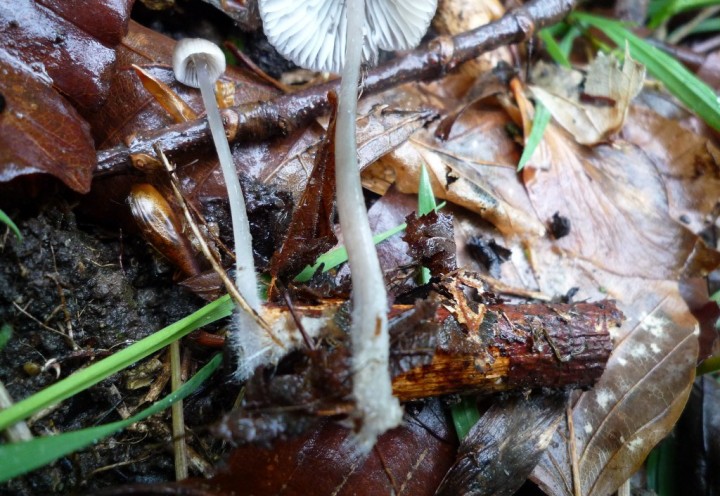 copie de L1100386.JPG