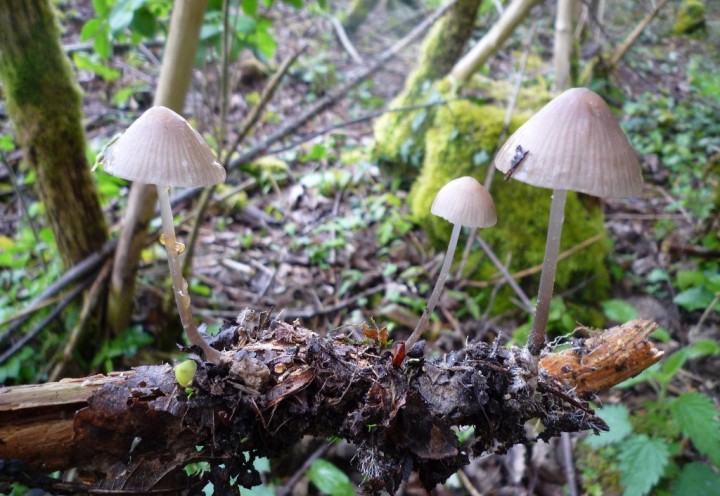 copie de L1100423.JPG