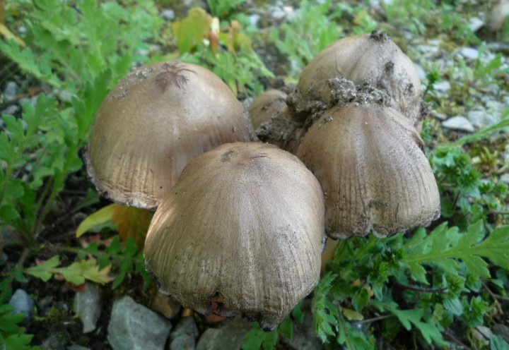 copie de L1100434.JPG
