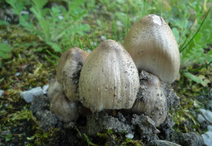 copie de L1100437.JPG