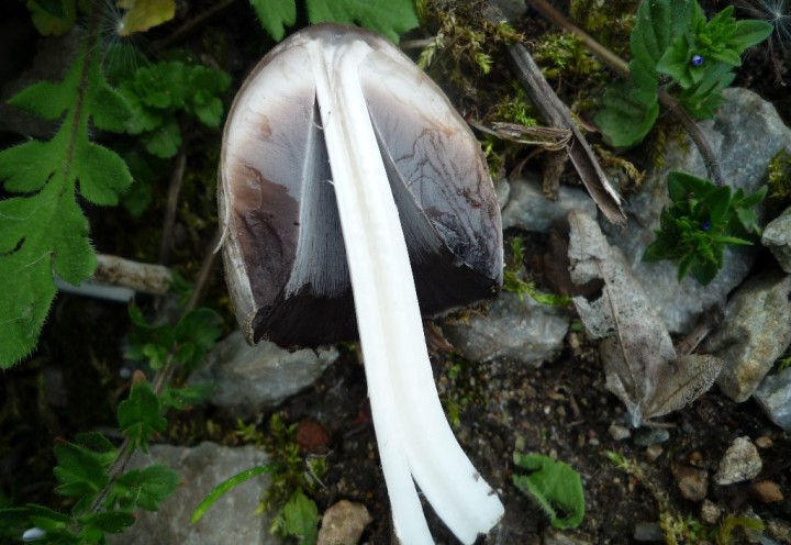 copie de L1100451.JPG