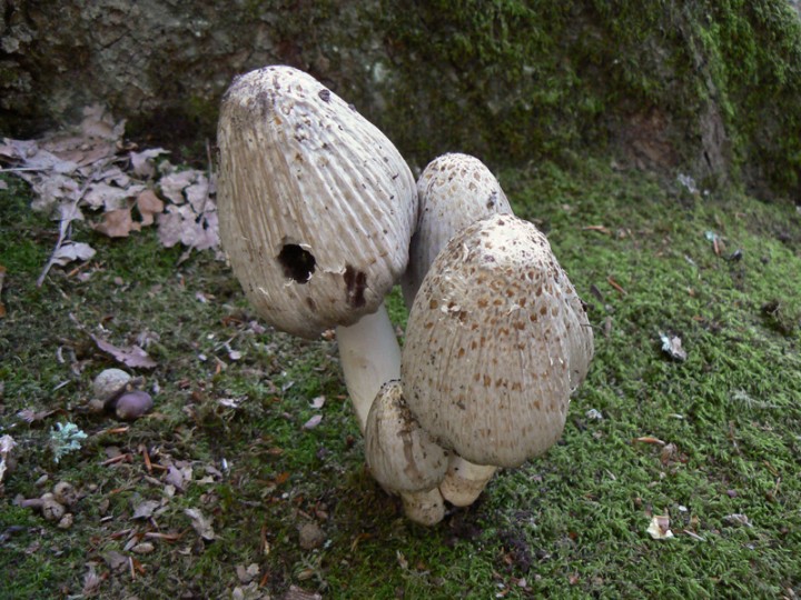 Coprinopsis romagnesiana<br />Forêt de Chandelais (Baugé - 49), le 25 septembre 2011