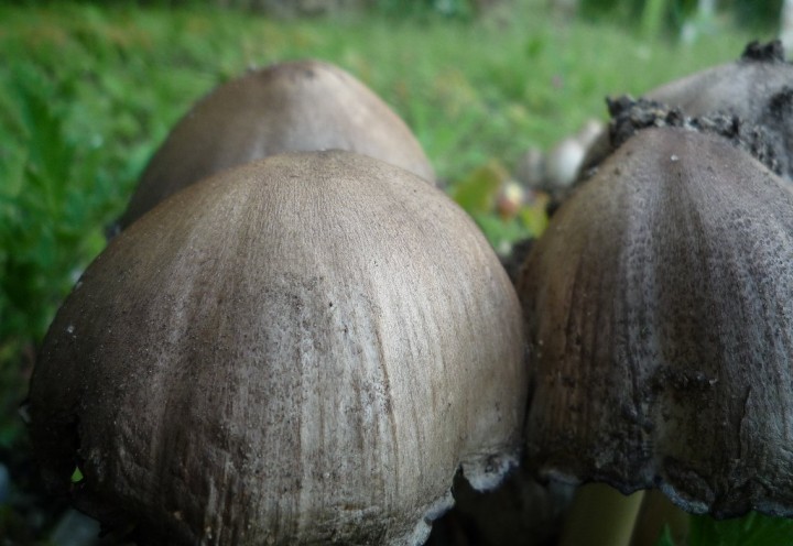 copie de L1100442.JPG