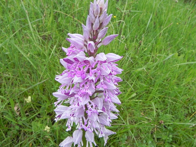 Orchis militaris