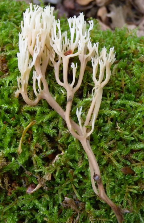 Ramaria 2.jpg