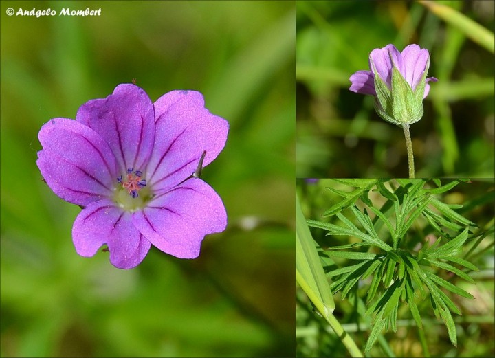 Geranium dissectum 1 (18-05-14).jpg