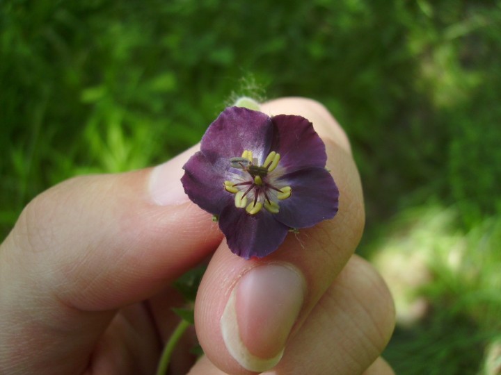 IMGP0054 p-ê géranium livide.JPG