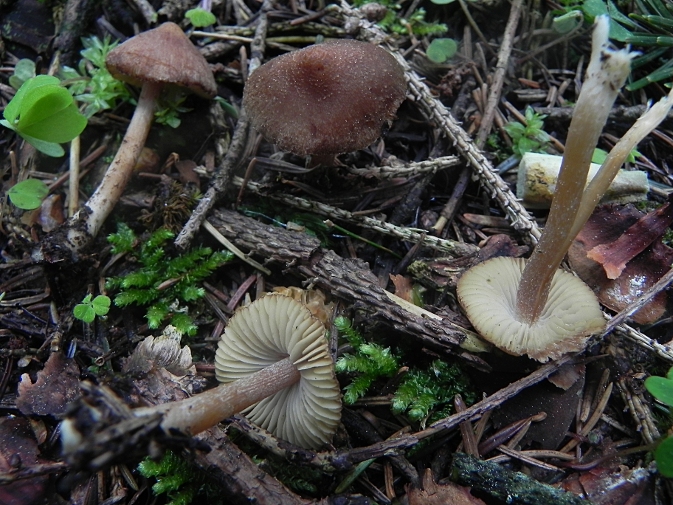 DSCN7898b.JPG